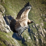 Condor andino in volo nel Canyon del Colca. Â© Gihan Tubbeh PROMPERÃ